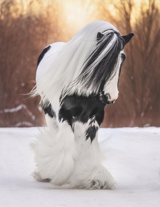 A winters Walk by Maureen Noce Photography