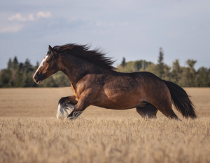 Free Spirit by Maureen Noce Photography