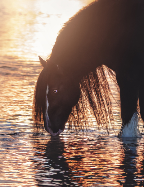 Quiet Reflection Print