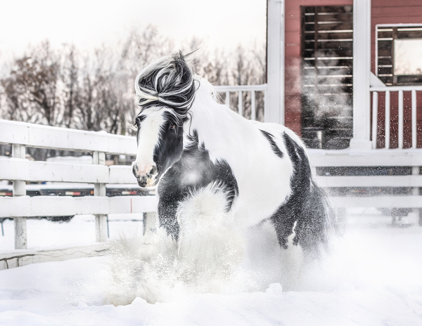 Breathe of Winter Print