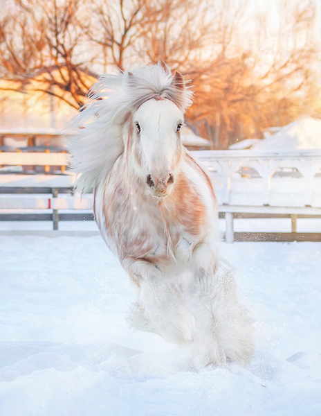 Throught the Silence Print