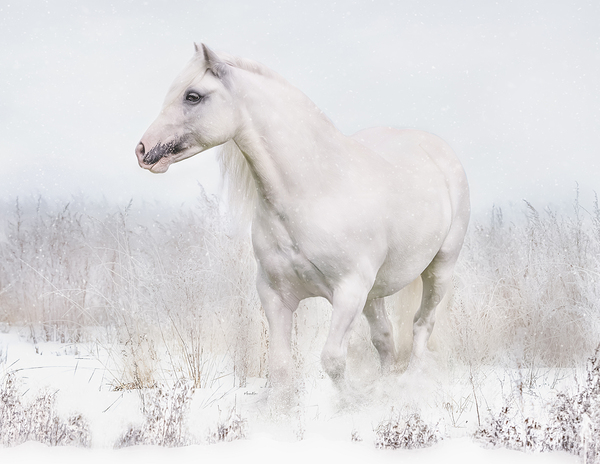 Winters Whisper Print