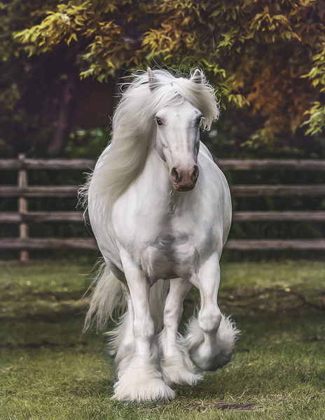 The Heart Knows Print