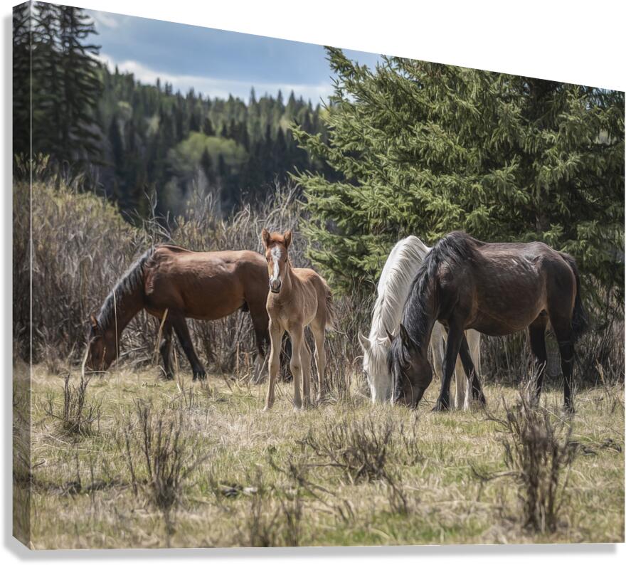 A Piece of Something Bigger Canvas Print