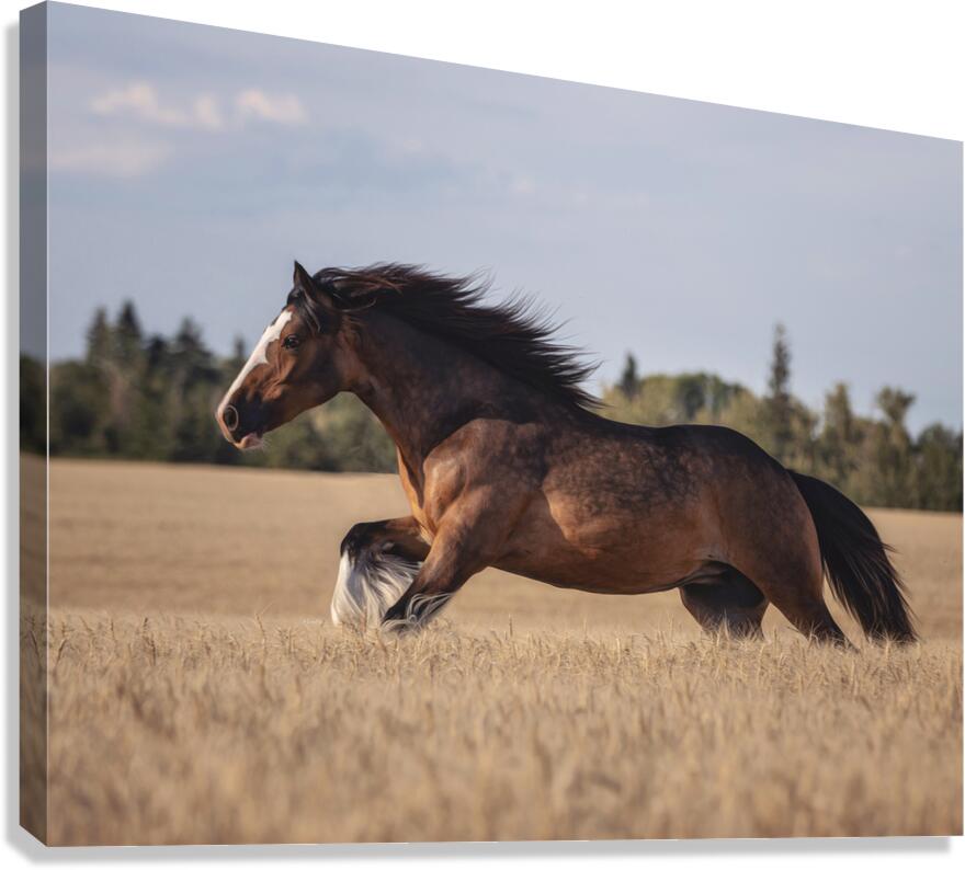 Free Spirit Canvas Print