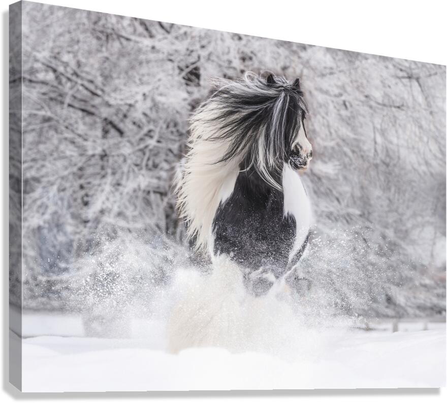 First Snow Canvas Print