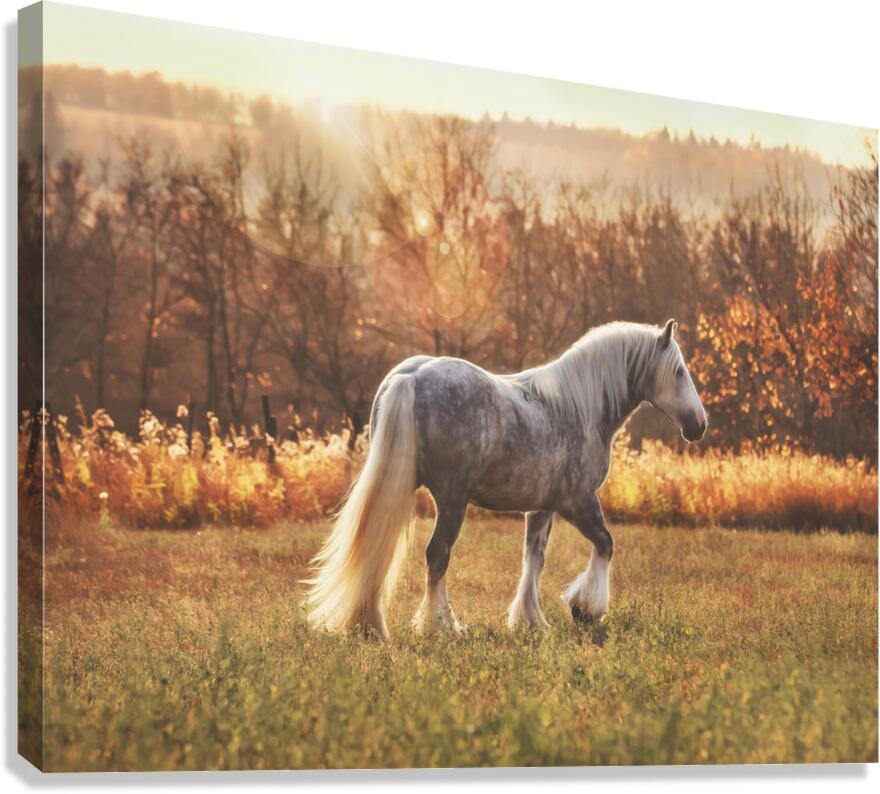 Field of Dreams Canvas Print
