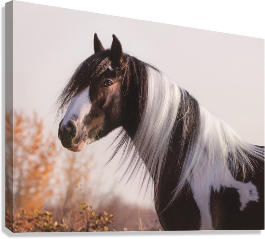 Silent Gaze Canvas Print