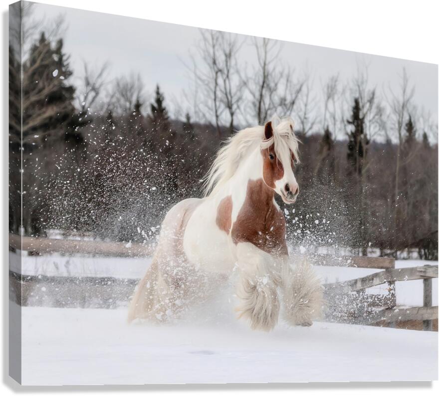 Snow Dancer Canvas Print
