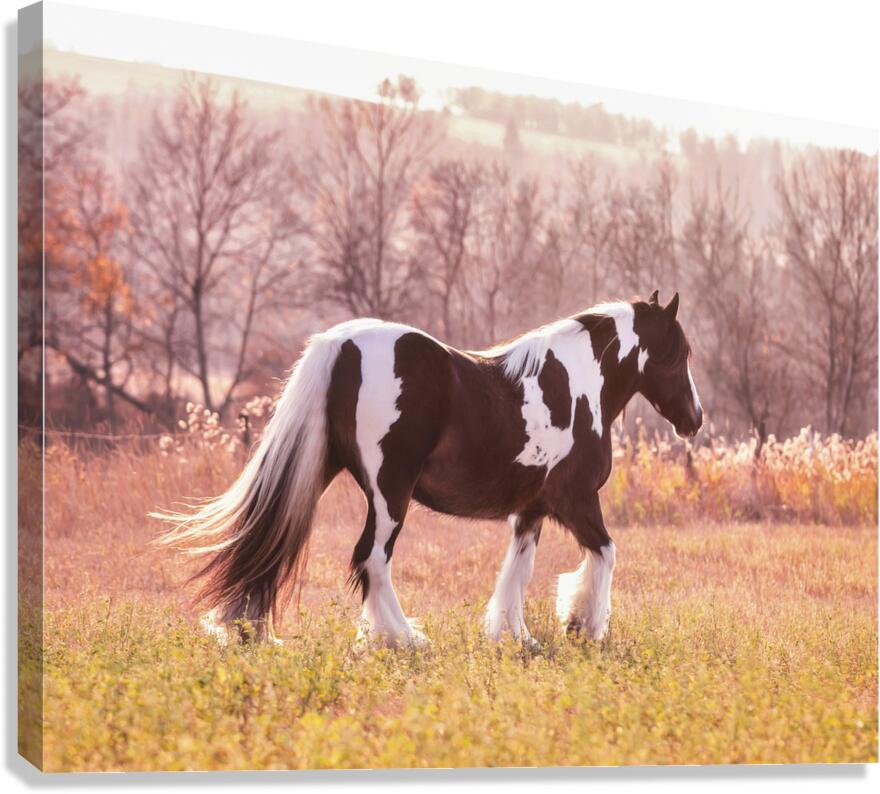 Sunlit Treasures Canvas Print