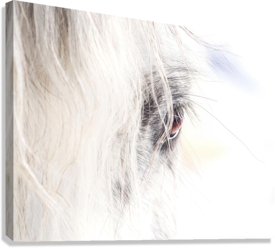 A Quiet Gaze Canvas Print