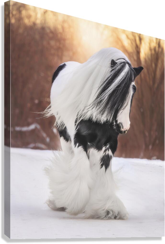 A winters Walk Canvas Print