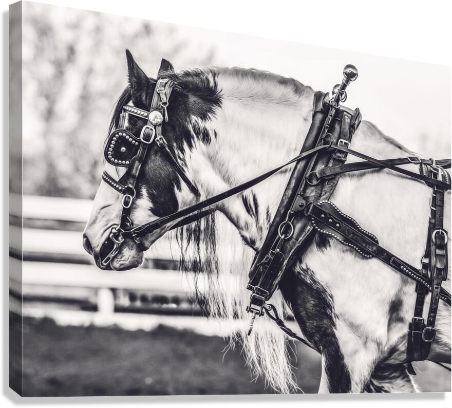 Determination Canvas Print