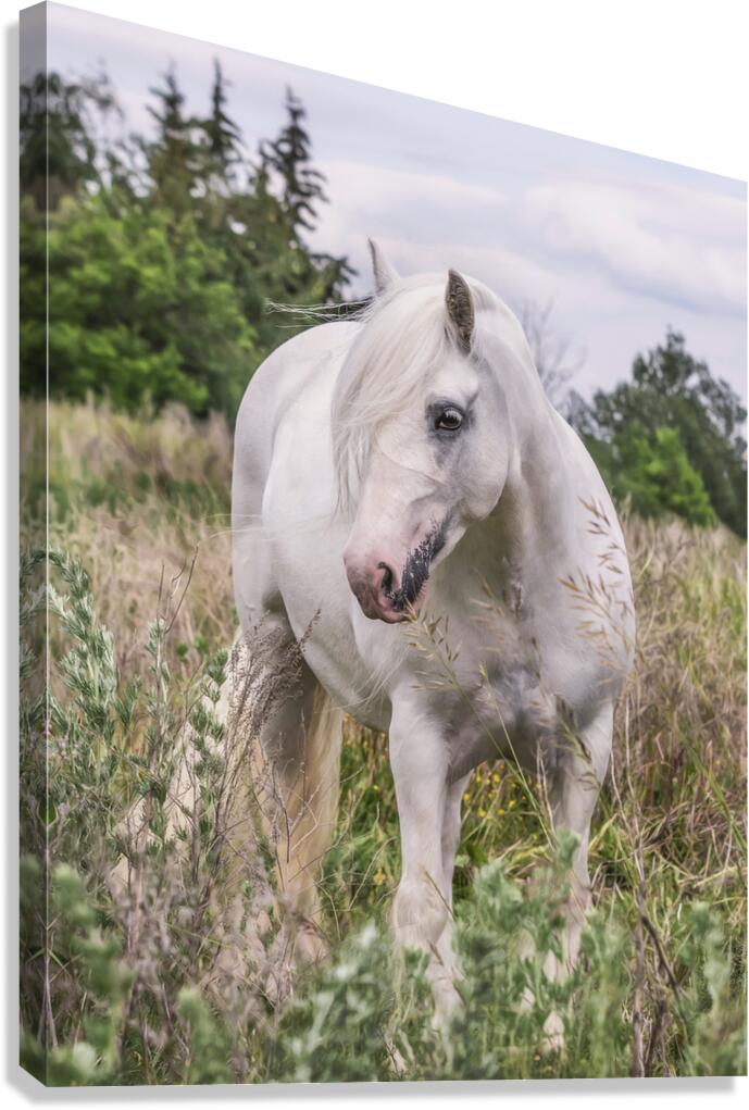 Wild Flower Canvas Print