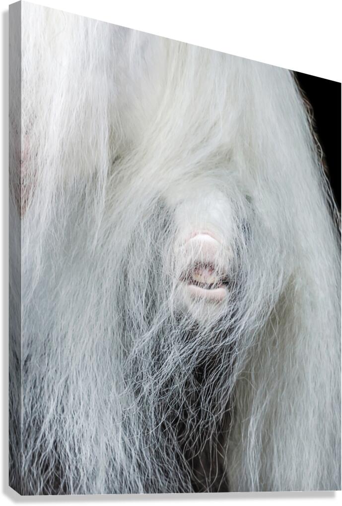 Having Fun Canvas Print