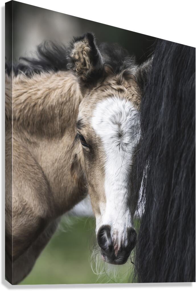 I See You Canvas Print