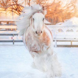 Throught the Silence