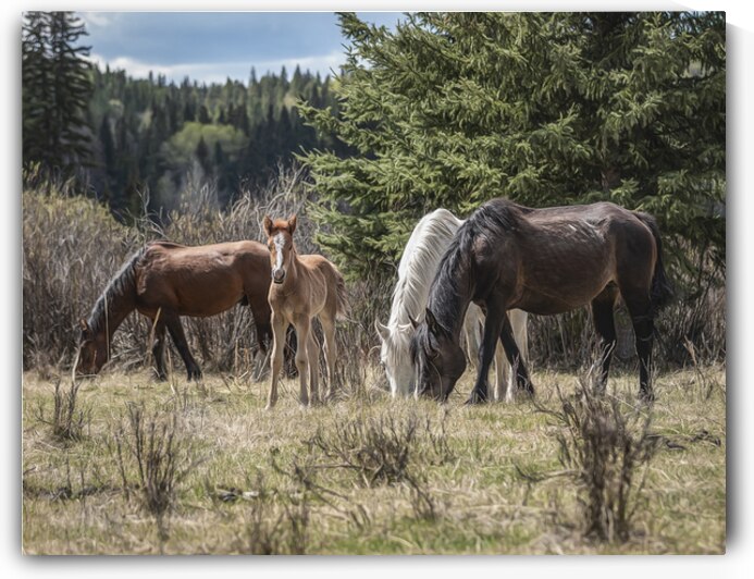 A Piece of Something Bigger by Maureen Noce Photography