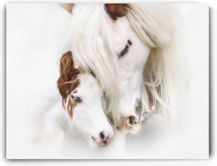 A Mother s Love by Maureen Noce Photography