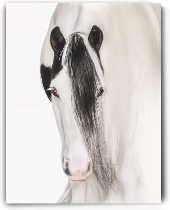 Defined Elegance by Maureen Noce Photography