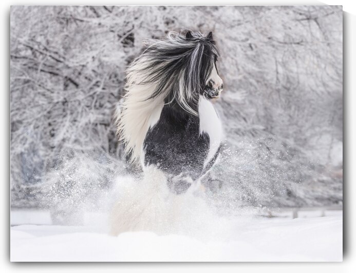 First Snow by Maureen Noce Photography