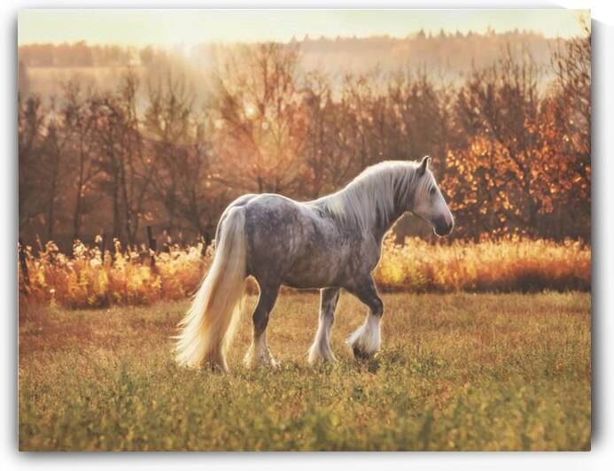 Field of Dreams by Maureen Noce Photography