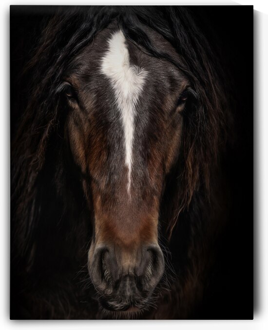 Embers in the Dark by Maureen Noce Photography