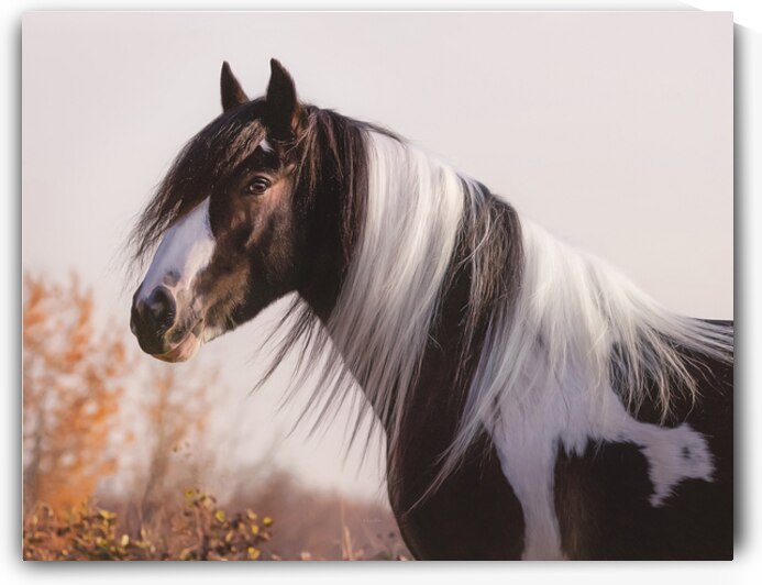 Silent Gaze by Maureen Noce Photography