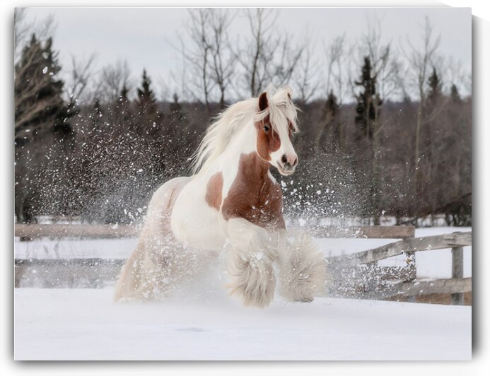 Snow Dancer by Maureen Noce Photography