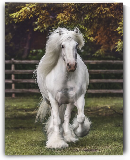 The Heart Knows by Maureen Noce Photography