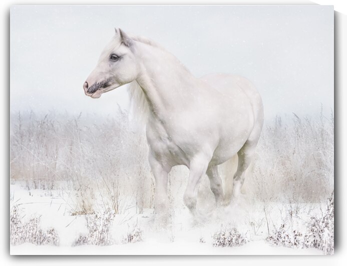 Winters Whisper by Maureen Noce Photography