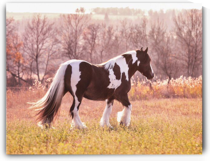 Sunlit Treasures by Maureen Noce Photography