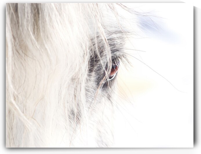 A Quiet Gaze by Maureen Noce Photography