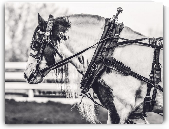 Determination by Maureen Noce Photography