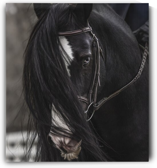 Discipline by Maureen Noce Photography