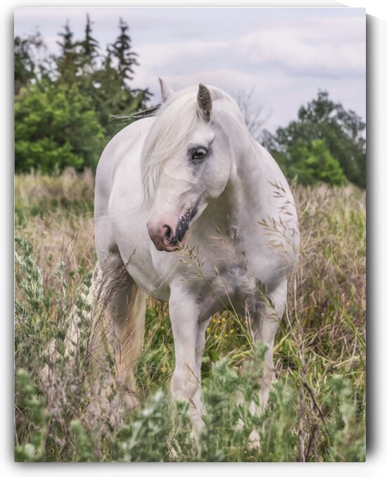 Wild Flower by Maureen Noce Photography
