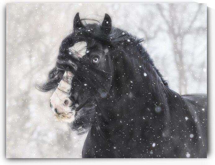 Snowstorm by Maureen Noce Photography