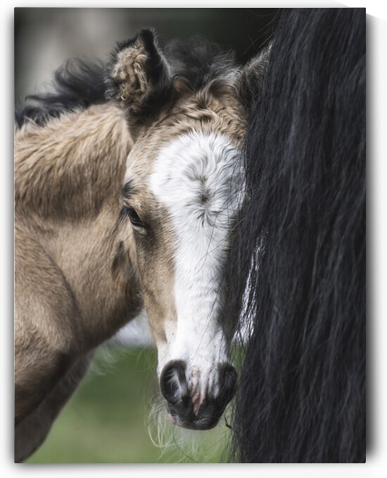 I See You by Maureen Noce Photography
