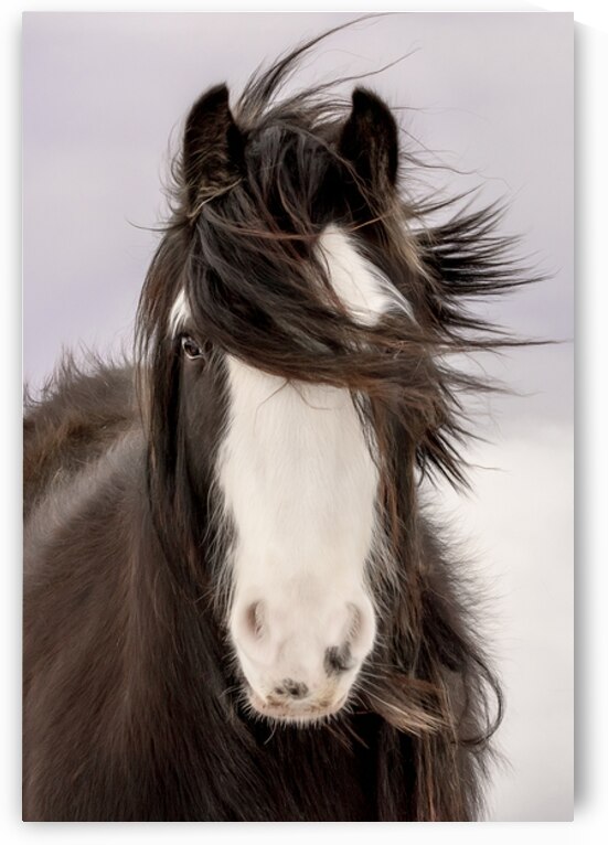 Unveiled by Maureen Noce Photography