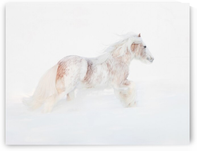 Ivory Passage by Maureen Noce Photography