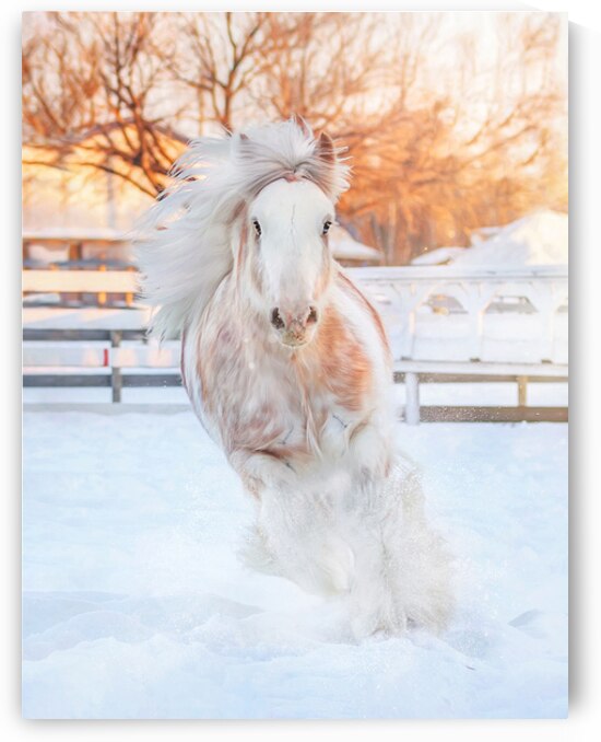 Throught the Silence by Maureen Noce Photography