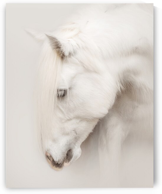 QuietGrace by Maureen Noce Photography