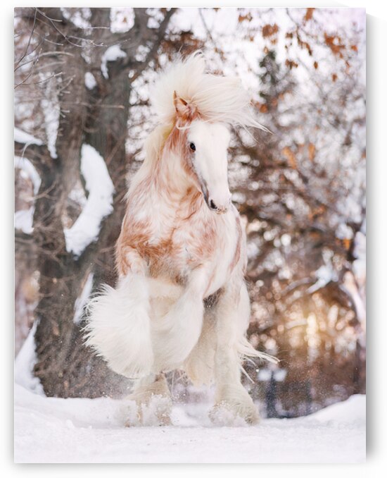 WinterLight by Maureen Noce Photography