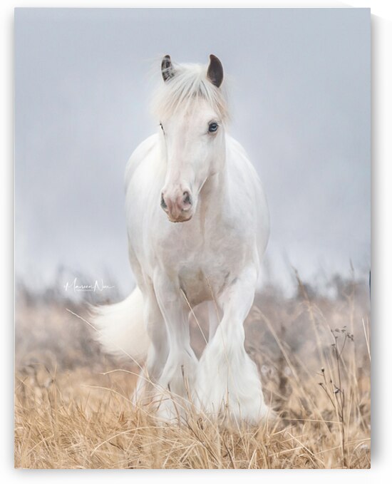 Dreamwalker by Maureen Noce Photography