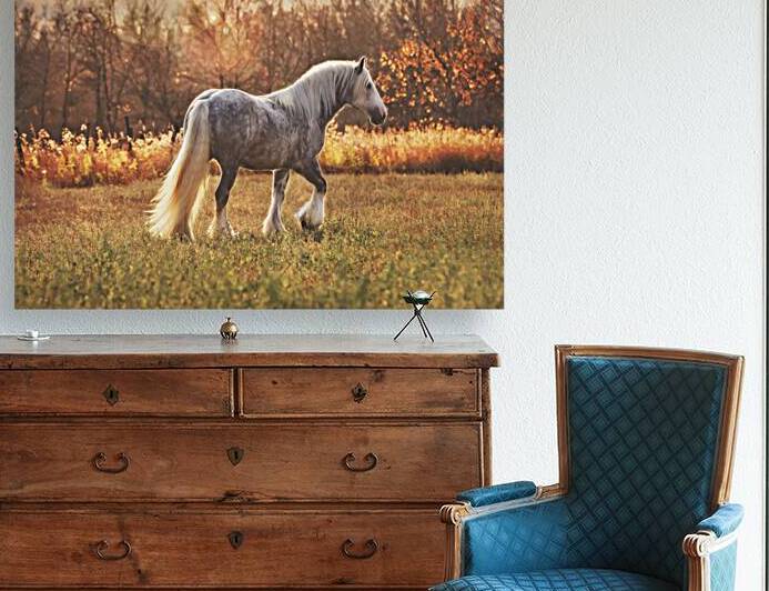 Field of Dreams by Maureen Noce Photography