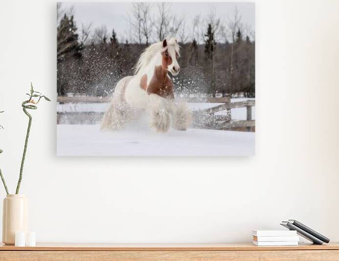 Snow Dancer by Maureen Noce Photography