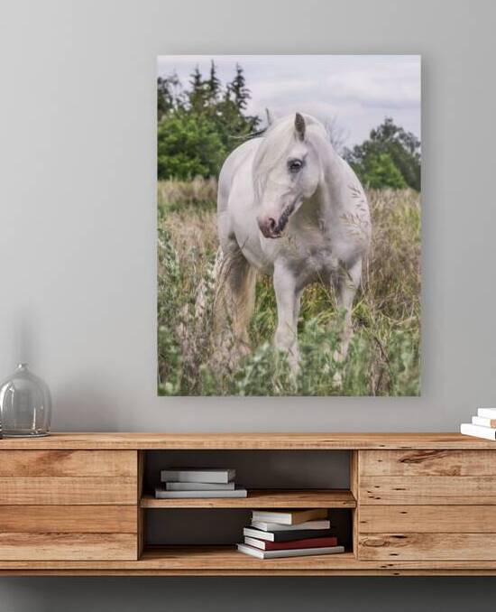 Wild Flower by Maureen Noce Photography