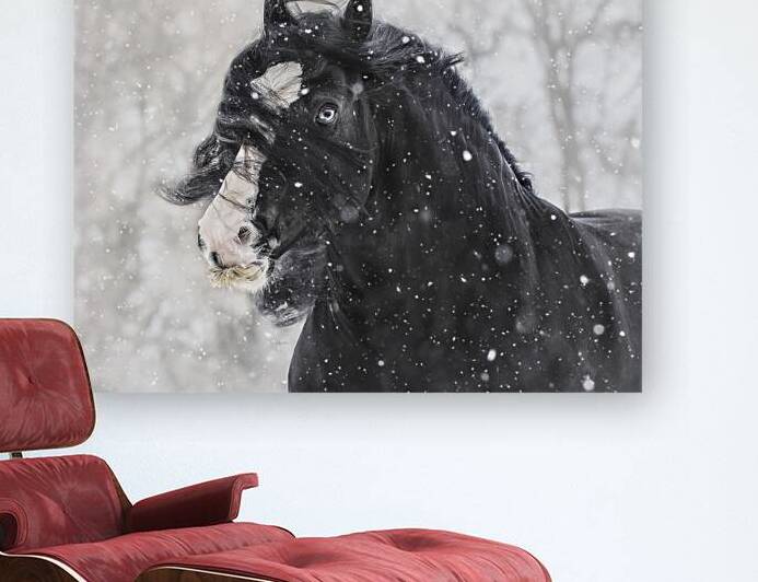 Snowstorm by Maureen Noce Photography