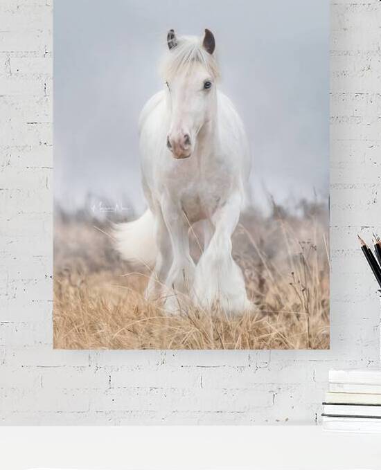 Dreamwalker by Maureen Noce Photography